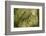 Trunk, bark structure-Roland T. Frank-Framed Photographic Print
