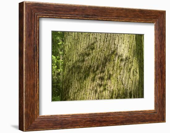 Trunk, bark structure-Roland T. Frank-Framed Photographic Print