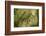 Trunk, bark structure-Roland T. Frank-Framed Photographic Print