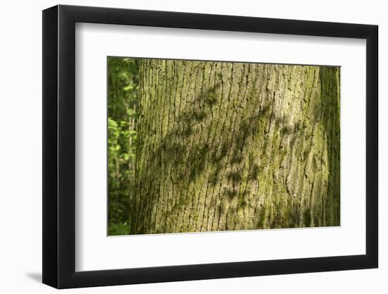 Trunk, bark structure-Roland T. Frank-Framed Photographic Print