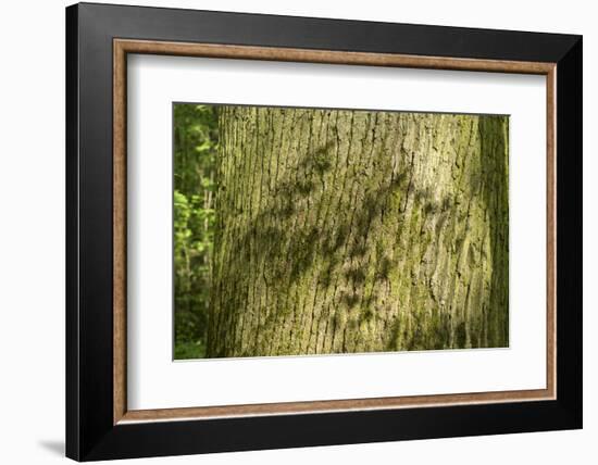 Trunk, bark structure-Roland T. Frank-Framed Photographic Print