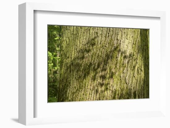 Trunk, bark structure-Roland T. Frank-Framed Photographic Print