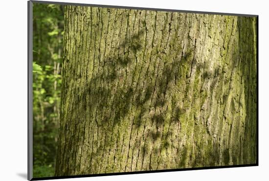 Trunk, bark structure-Roland T. Frank-Mounted Photographic Print