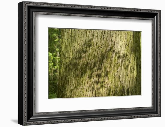 Trunk, bark structure-Roland T. Frank-Framed Photographic Print