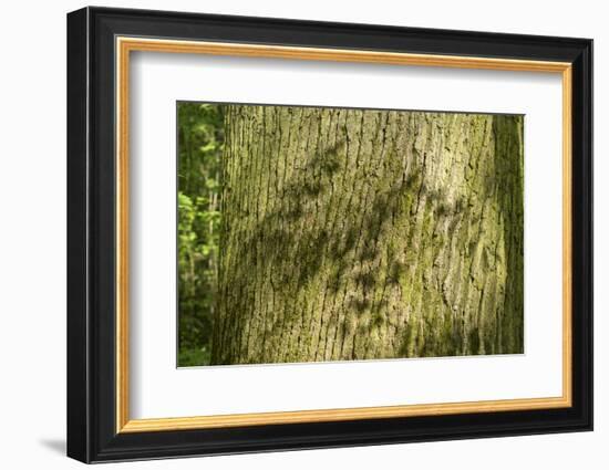 Trunk, bark structure-Roland T. Frank-Framed Photographic Print