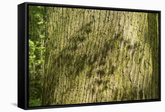 Trunk, bark structure-Roland T. Frank-Framed Stretched Canvas