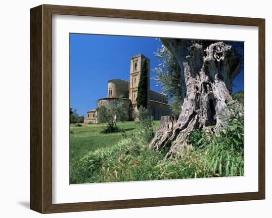 Trunk of Ancient Olive Tree with the Abbey of Sant'Antimo Beyond, Near Montalcino, Tuscany, Italy-Ruth Tomlinson-Framed Photographic Print