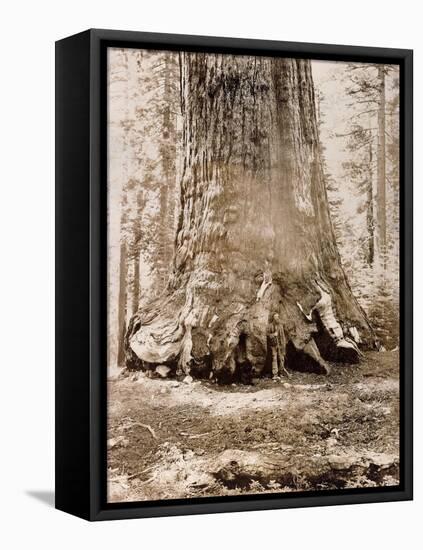 Trunk of the 'Grizzly Giant', Mariposa Grove, 33 Feet Diameter, 1861-Carleton Emmons Watkins-Framed Premier Image Canvas