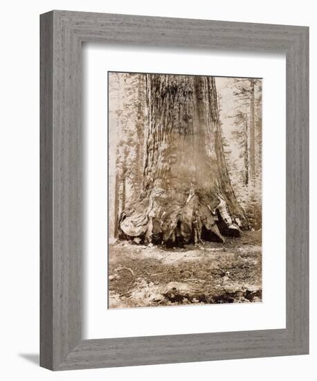 Trunk of the 'Grizzly Giant', Mariposa Grove, 33 Feet Diameter, 1861-Carleton Emmons Watkins-Framed Giclee Print