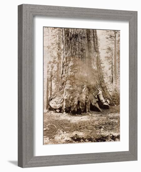 Trunk of the 'Grizzly Giant', Mariposa Grove, 33 Feet Diameter, 1861-Carleton Emmons Watkins-Framed Giclee Print