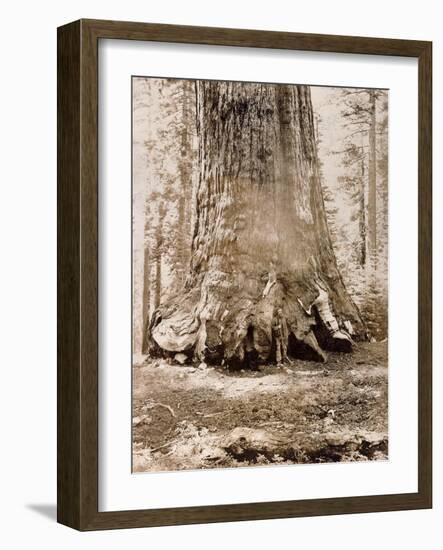 Trunk of the 'Grizzly Giant', Mariposa Grove, 33 Feet Diameter, 1861-Carleton Emmons Watkins-Framed Giclee Print