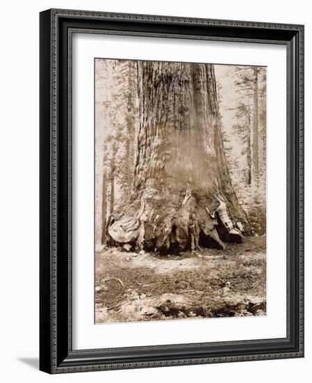 Trunk of the 'Grizzly Giant', Mariposa Grove, 33 Feet Diameter, 1861-Carleton Emmons Watkins-Framed Giclee Print