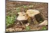 Trunk, sawed off, cut surface, common spruce, Picea abies-David & Micha Sheldon-Mounted Photographic Print