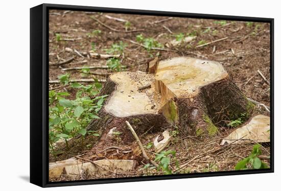 Trunk, sawed off, cut surface, common spruce, Picea abies-David & Micha Sheldon-Framed Stretched Canvas