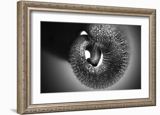 Trunk-Antje Wenner-Braun-Framed Giclee Print