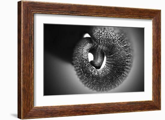 Trunk-Antje Wenner-Braun-Framed Giclee Print