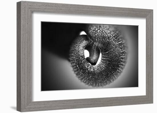 Trunk-Antje Wenner-Braun-Framed Giclee Print