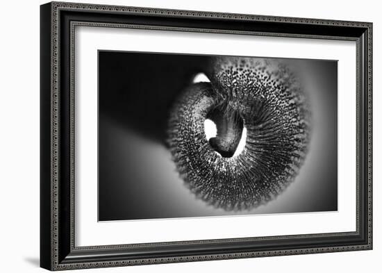 Trunk-Antje Wenner-Braun-Framed Giclee Print