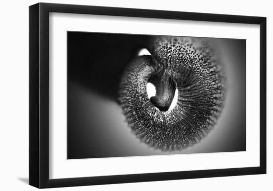 Trunk-Antje Wenner-Braun-Framed Giclee Print