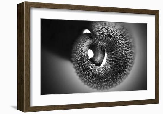 Trunk-Antje Wenner-Braun-Framed Giclee Print