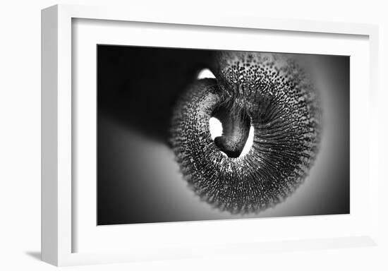 Trunk-Antje Wenner-Braun-Framed Giclee Print