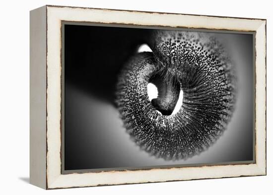 Trunk-Antje Wenner-Braun-Framed Premier Image Canvas