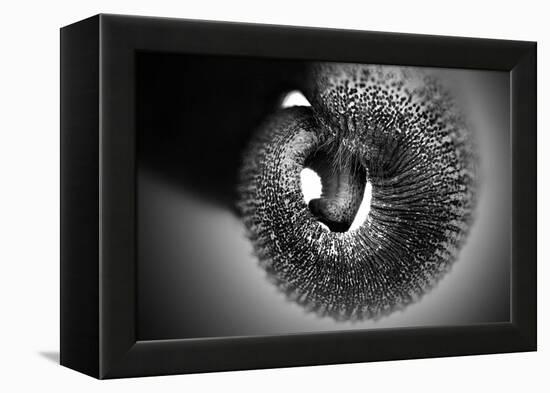 Trunk-Antje Wenner-Braun-Framed Premier Image Canvas