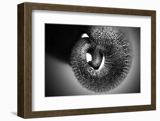 Trunk-Antje Wenner-Braun-Framed Photographic Print