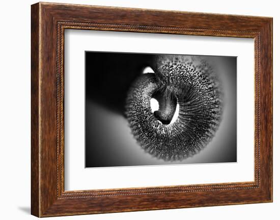 Trunk-Antje Wenner-Braun-Framed Photographic Print