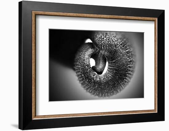 Trunk-Antje Wenner-Braun-Framed Photographic Print