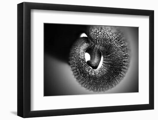 Trunk-Antje Wenner-Braun-Framed Photographic Print