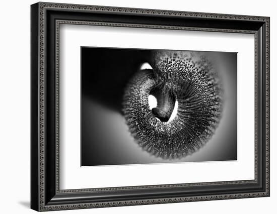 Trunk-Antje Wenner-Braun-Framed Photographic Print