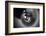 Trunk-Antje Wenner-Braun-Framed Photographic Print