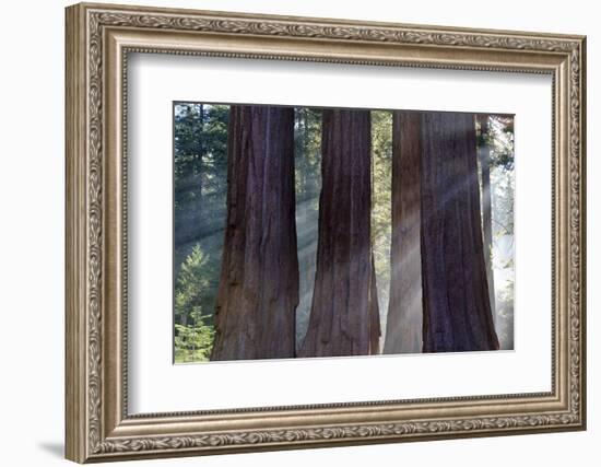 Trunks Of Giant Sequoia Trees (Sequoiadendron Giganteum) Sequoia National Park, California, USA-Jouan Rius-Framed Photographic Print