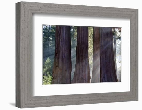 Trunks Of Giant Sequoia Trees (Sequoiadendron Giganteum) Sequoia National Park, California, USA-Jouan Rius-Framed Photographic Print