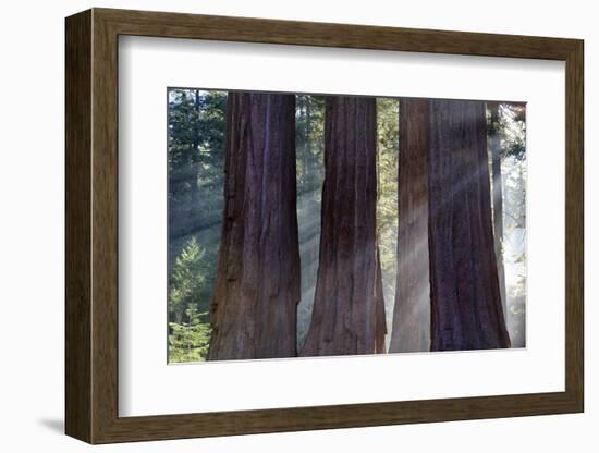 Trunks Of Giant Sequoia Trees (Sequoiadendron Giganteum) Sequoia National Park, California, USA-Jouan Rius-Framed Photographic Print