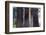 Trunks Of Giant Sequoia Trees (Sequoiadendron Giganteum) Sequoia National Park, California, USA-Jouan Rius-Framed Photographic Print