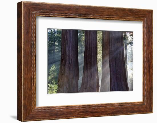 Trunks Of Giant Sequoia Trees (Sequoiadendron Giganteum) Sequoia National Park, California, USA-Jouan Rius-Framed Photographic Print