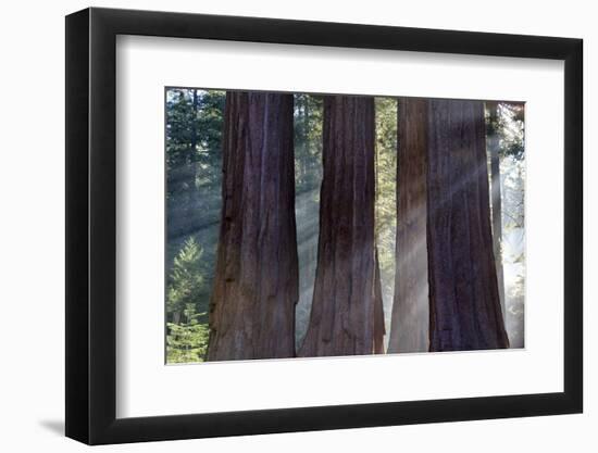 Trunks Of Giant Sequoia Trees (Sequoiadendron Giganteum) Sequoia National Park, California, USA-Jouan Rius-Framed Photographic Print