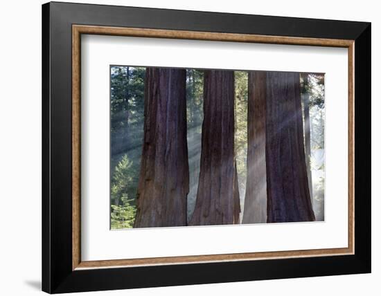 Trunks Of Giant Sequoia Trees (Sequoiadendron Giganteum) Sequoia National Park, California, USA-Jouan Rius-Framed Photographic Print