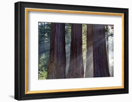 Trunks Of Giant Sequoia Trees (Sequoiadendron Giganteum) Sequoia National Park, California, USA-Jouan Rius-Framed Photographic Print