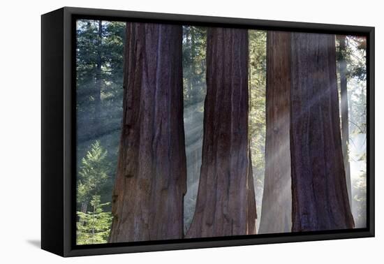 Trunks Of Giant Sequoia Trees (Sequoiadendron Giganteum) Sequoia National Park, California, USA-Jouan Rius-Framed Premier Image Canvas