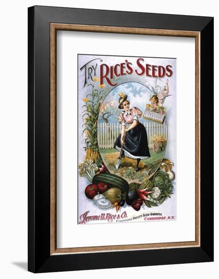 Try Rice's Seeds Cambridge-null-Framed Art Print