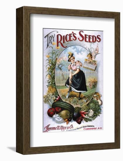 Try Rice's Seeds Cambridge-null-Framed Art Print