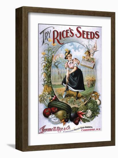 Try Rice's Seeds Cambridge-null-Framed Art Print