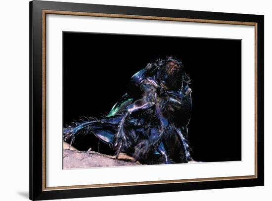 Trypocopris Pyrenaeus (Earth-Boring Dung Beetle)-Paul Starosta-Framed Photographic Print