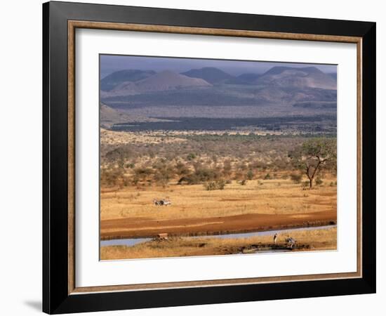 Tsavo National Park, Kenya, East Africa, Africa-Storm Stanley-Framed Photographic Print