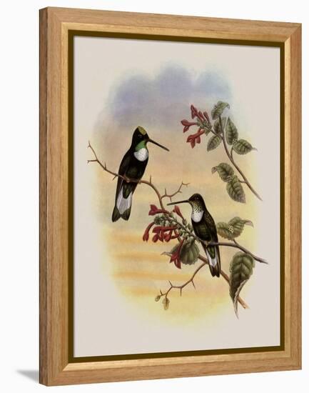 Tschudi's Inca, Bourcieria Insectivora-John Gould-Framed Premier Image Canvas