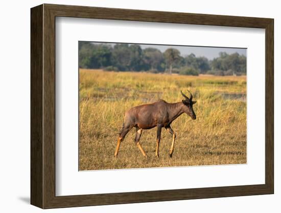 Tsessebe (Damaliscus lunatus), Okavango Delta, Botswana, Africa-Sergio Pitamitz-Framed Photographic Print