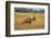 Tsessebe (Damaliscus lunatus), Okavango Delta, Botswana, Africa-Sergio Pitamitz-Framed Photographic Print